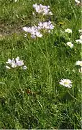 Inflorescence.