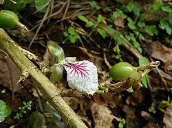 Fleur et fruit.