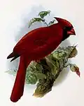 Cardinal