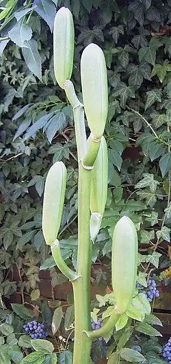 Fruits