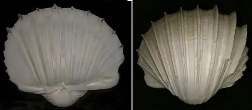 Cardium costatum