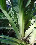 Cardon (Cynara cardunculus var. altilis).