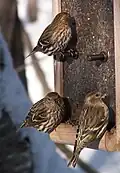 Tarin des pins se nourrissant de chardon