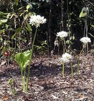 Description de l'image Cardwell Lilies.JPG.