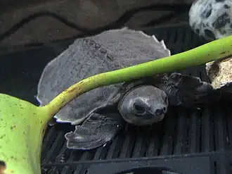 Carettochelys insculpta à carapace molle