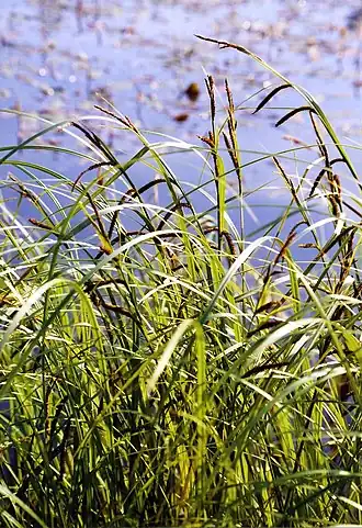 Description de l'image CarexAcuta.jpg.