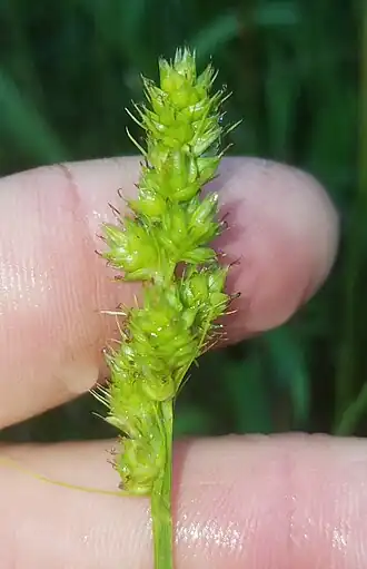 Description de l'image Carex austrina Parker County, Texas fruiting.jpg.