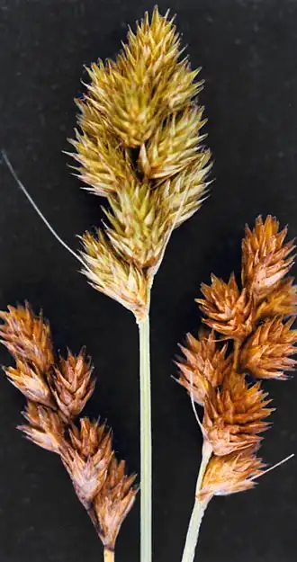 Description de l'image Carex bebbii NRCS-2.jpg.