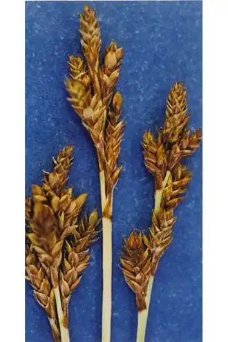Description de l'image Carex brunnescens.jpg.