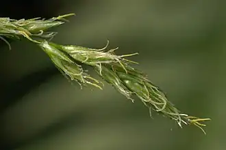 Description de l'image Carex canariensis (02).jpg.