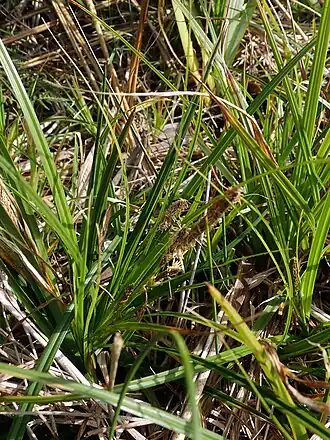 Description de l'image Carex chathamica - Peter de Lange - 52079133.jpeg.
