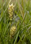 Fleurs femelles latérales