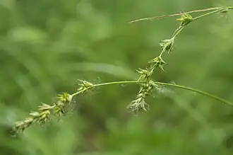 Description de l'image Carex pallida-MW0041156-live.jpg.