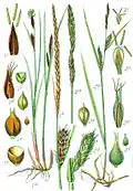 Planche botanique