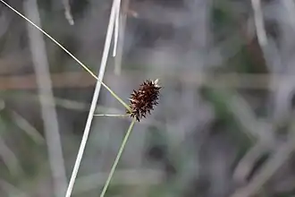 Description de l'image Carex uruguensis 199472724.jpg.