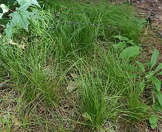 Description de l'image Carex ussuriensis 88514313.jpg.