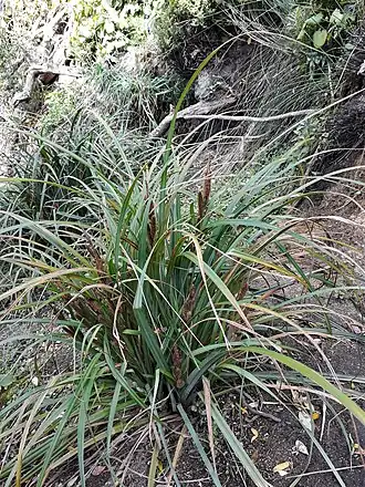 Description de l'image Carex ventosa.jpg.