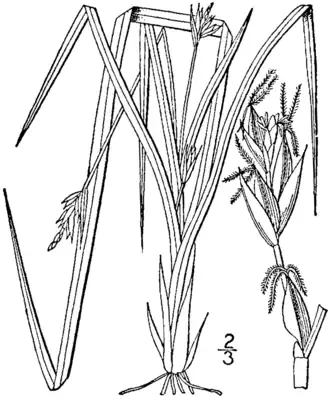 Description de l'image Carex willdenowii drawing 1.png.
