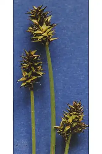Description de l'image Carexillota.jpg.
