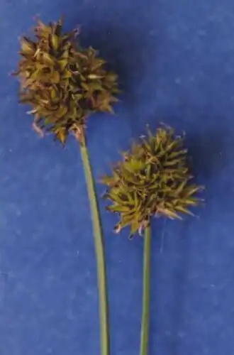 Description de l'image Carexmicroptera.jpg.