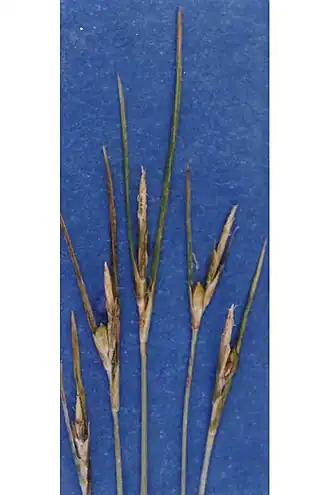 Description de l'image Carexmulticaulis.jpg.