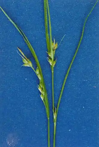 Description de l'image Carexrossii.jpg.