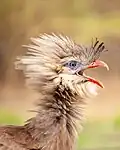 Posture d'intimidation d'un cariama huppé avec plumes dressées sur la tête et le cou pour paraître plus imposant.