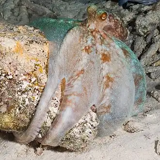 Description de l'image CaribbeanReefOctopus.jpg.