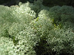 Les cladonies composent avec leurs thalles des « micro-paysages » variés : forêts de baobabs, podétions en forme de trompette, buissons en boules, etc. Ils ont une importance significative en Scandinavie (nourriture des rennes, emploi pour les décorations florales, les couronnes funéraires…).