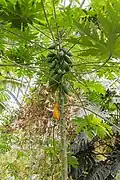 Papayer avec des fruits au jardin botanique de Lyon.