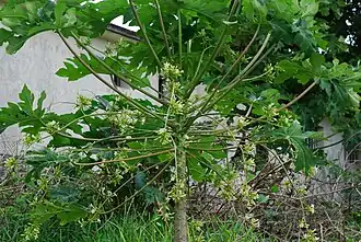 Spécimen mâle, avec les longs panicules retombants, sur l'île Maurice.