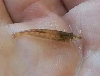 Description de l'image Caridina cf nilotica 26 05 2010.JPG.