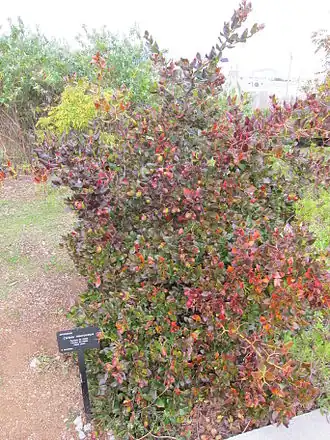 Description de l'image Carissa macrocarpa 1.jpg.