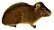 A guinea pig in profile