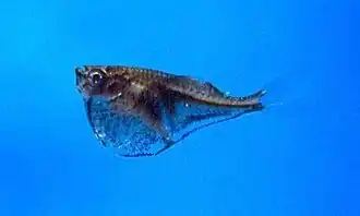 Carnegiella marthae
