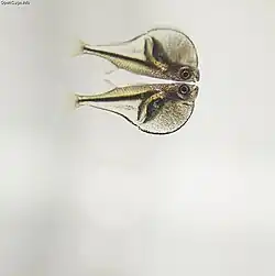 Carnegiella myersi