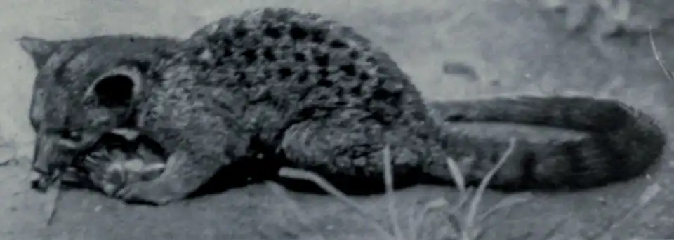 Photo collectée par le Museum américain d'histoire naturelle, expédition au Congo (1922-1925).