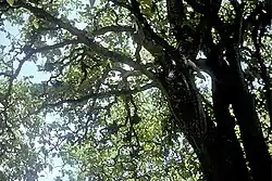 Pisonias