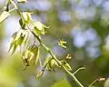 Carpelles de fleurs hermaphrodites.