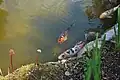 Carpes koï chinoises dans le bassin