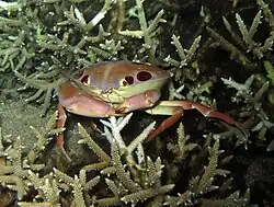 Carpilius maculatus