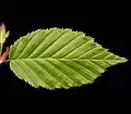 Feuille