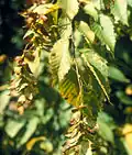 Fruits.