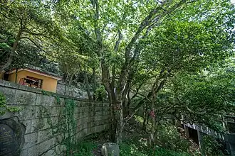 Description de l'image Carpinus putoensis near Huiji Temple, 2019-05-11 03.jpg.