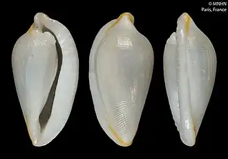 Description de l'image Carpiscula virginiae (MNHN-IM-2000-21236).jpeg.