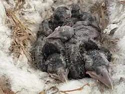 Très jeunes oiseaux au nid. Ils sont largement nus et les yeux fermés.