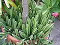 Tiges de Stapelia
