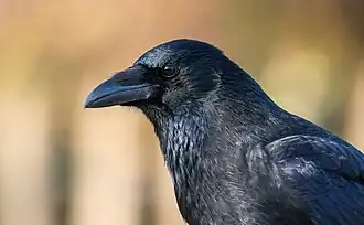 Gros plan sur la tête d'un oiseau au plumage noir profond.
