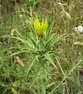 Capitule de C. lanatus