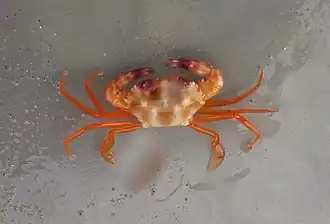 Carupa tenuipes